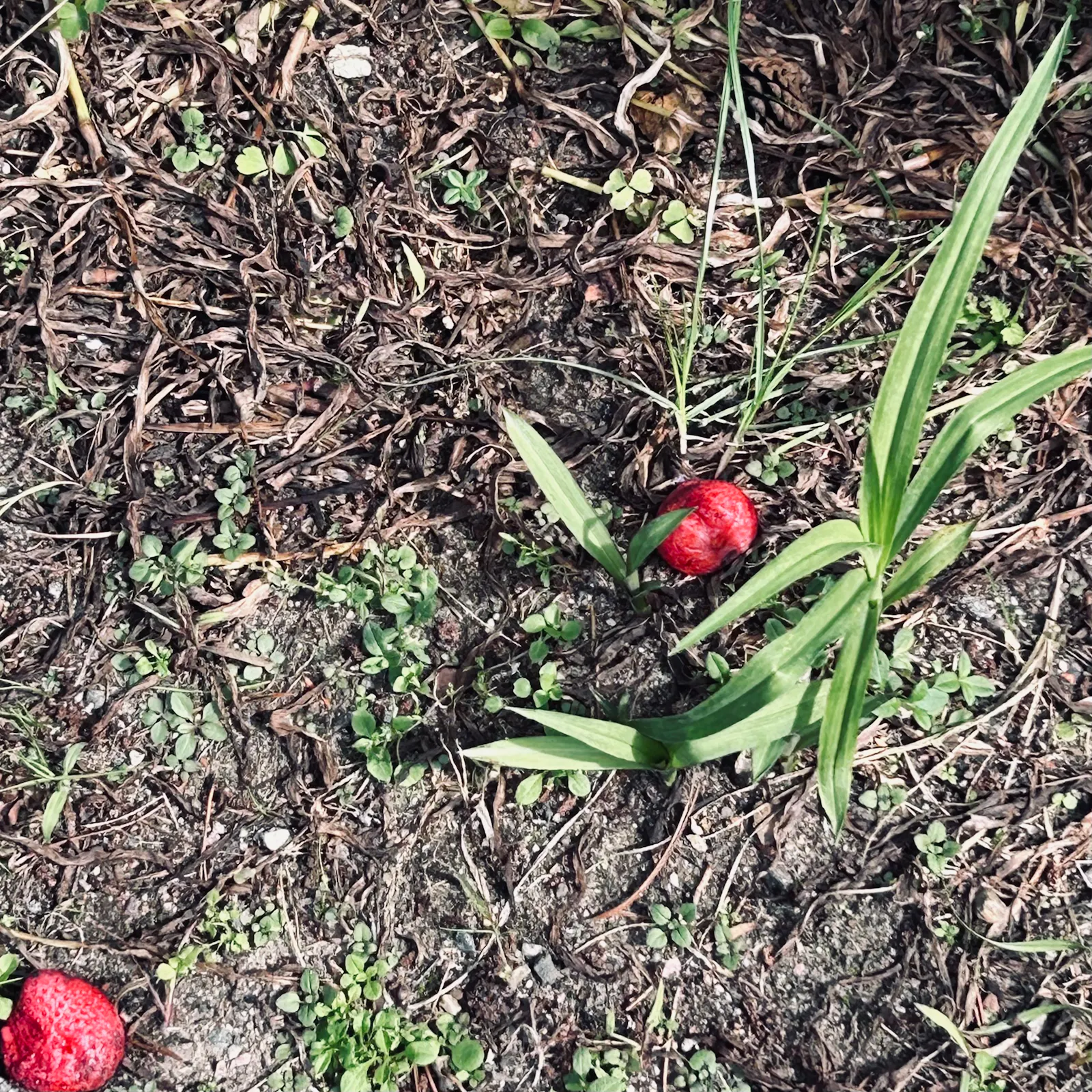 Zwei eingelegte Erdbeeren in einem Beet