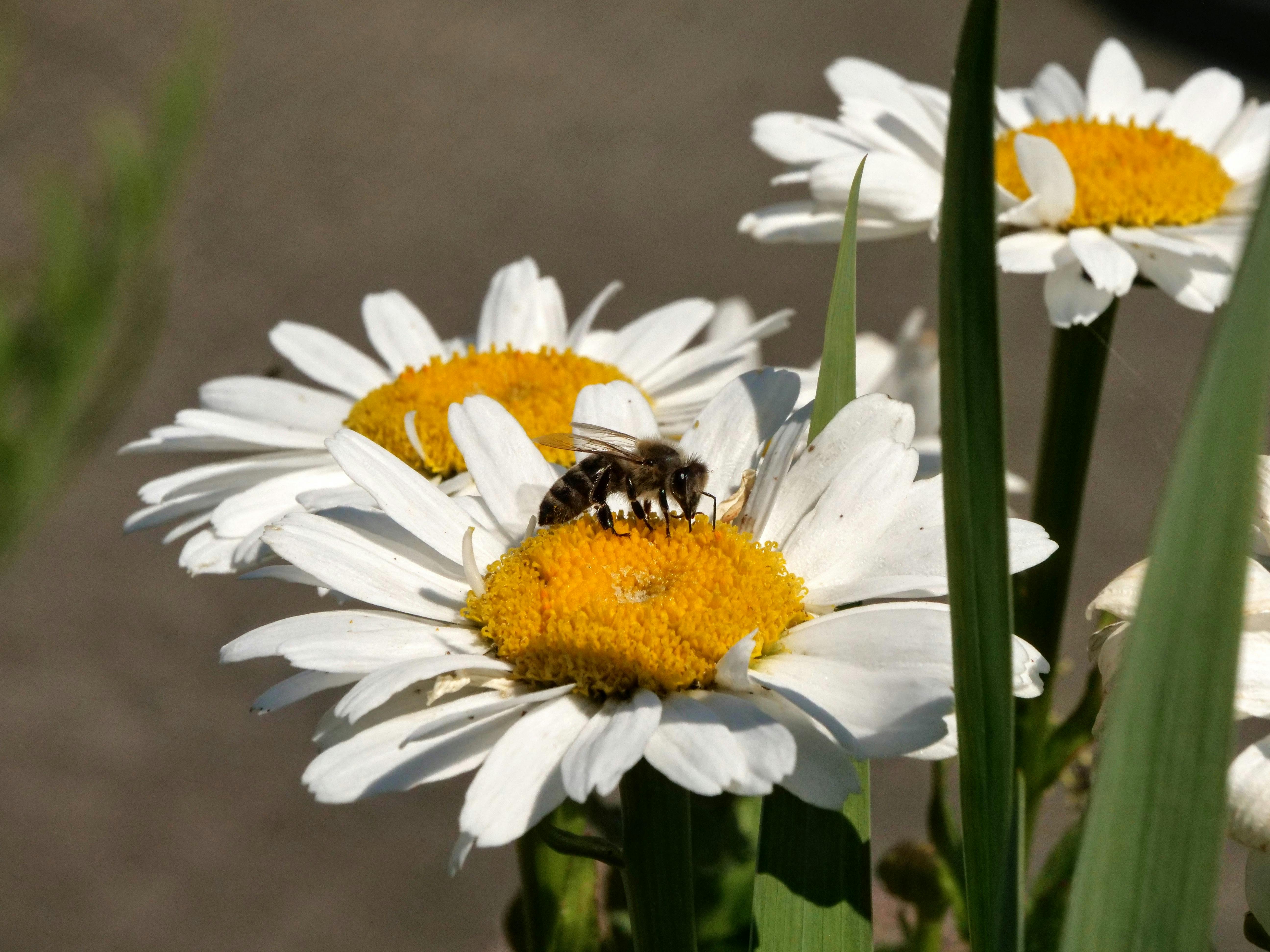 In Gaisburg finden Bienen und andere Insekten zum Glück noch vergleichsweise viele Blumen und Blüten. Foto: Jürgen Brand