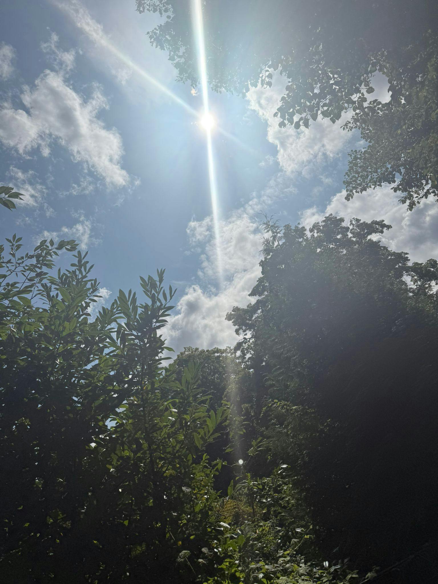 In einer Baumlichtung in den Himmel fotografiert. Ein blauer Himmel mit weißen Wolken, in der Mitte die Sonne, die im Foto blendende Strahlen zieht.