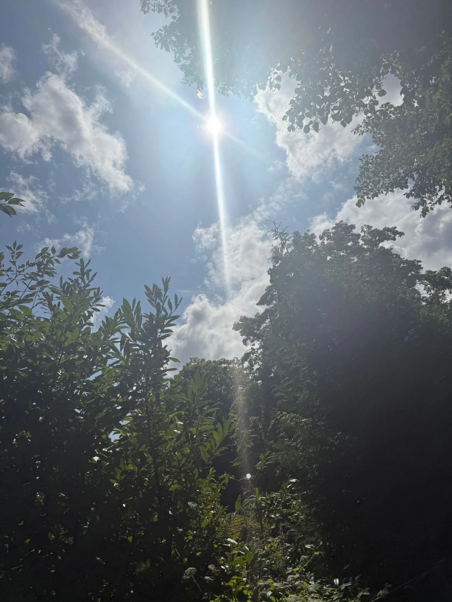 In einer Baumlichtung in den Himmel fotografiert. Ein blauer Himmel mit weißen Wolken, in der Mitte die Sonne, die im Foto blendende Strahlen zieht.