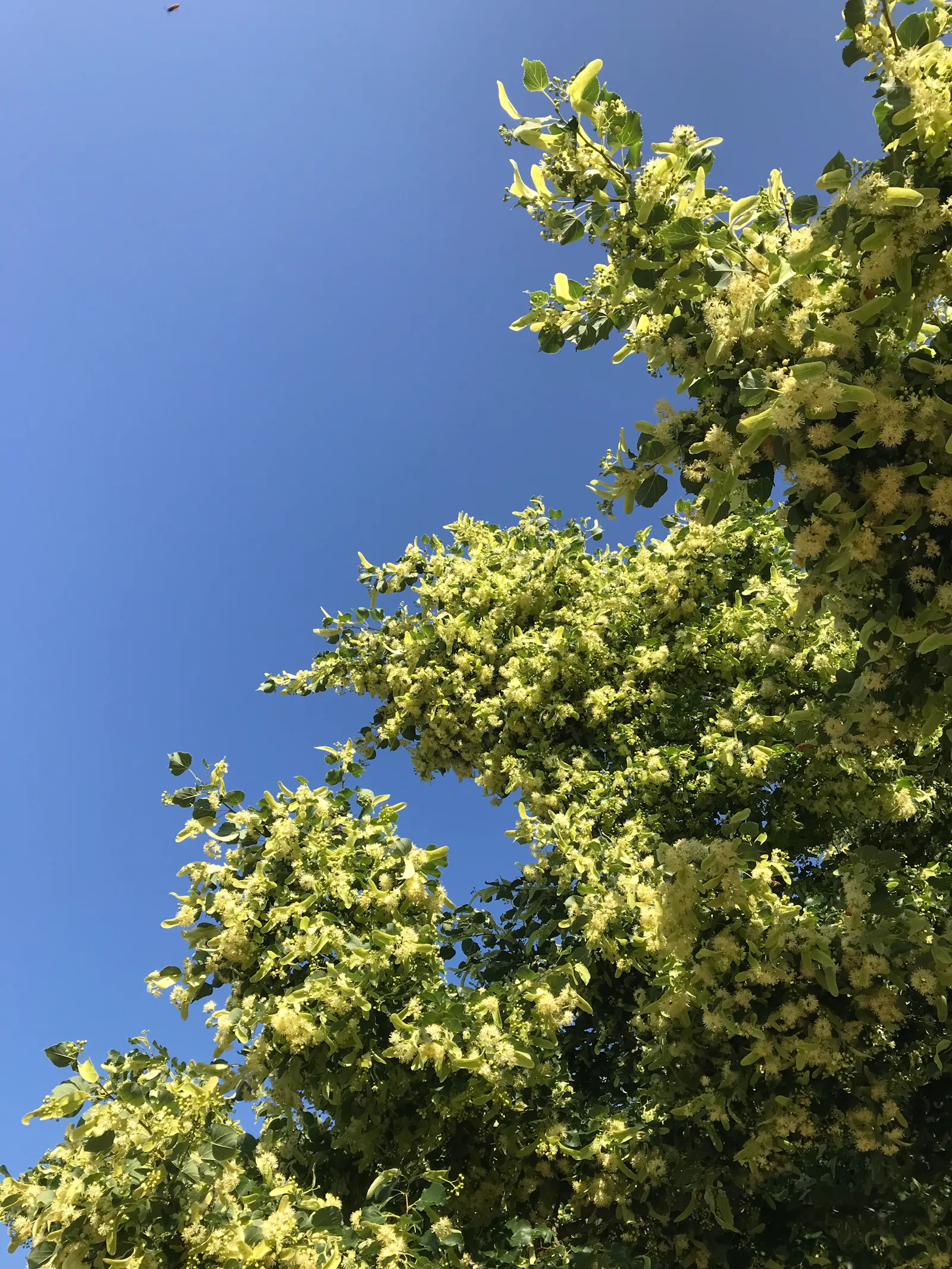 zweige einer mit blüten bedeckten linde, von unten betrachtet, vor einem leuchtend blauen himmel / branches of a lime tree in full bloom, viewed from below, vibrant blue sky in the background