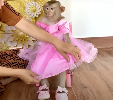 © SMACC/Welttierschutzgesellschaft