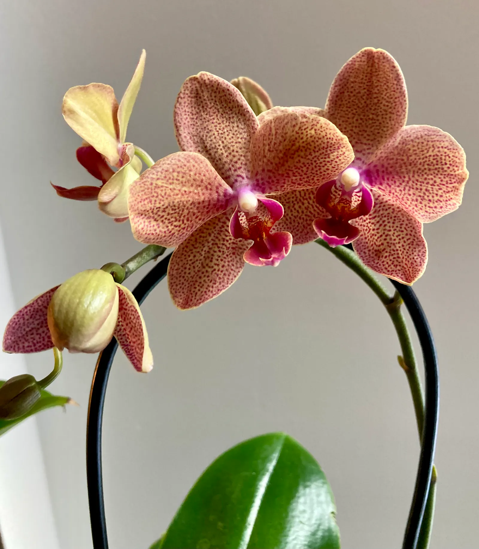 Phalaenopsis Sunset Love, sie hat orangene Orchideenblüten mit Pünktchenmuster, die wunderbar süsslich duften.