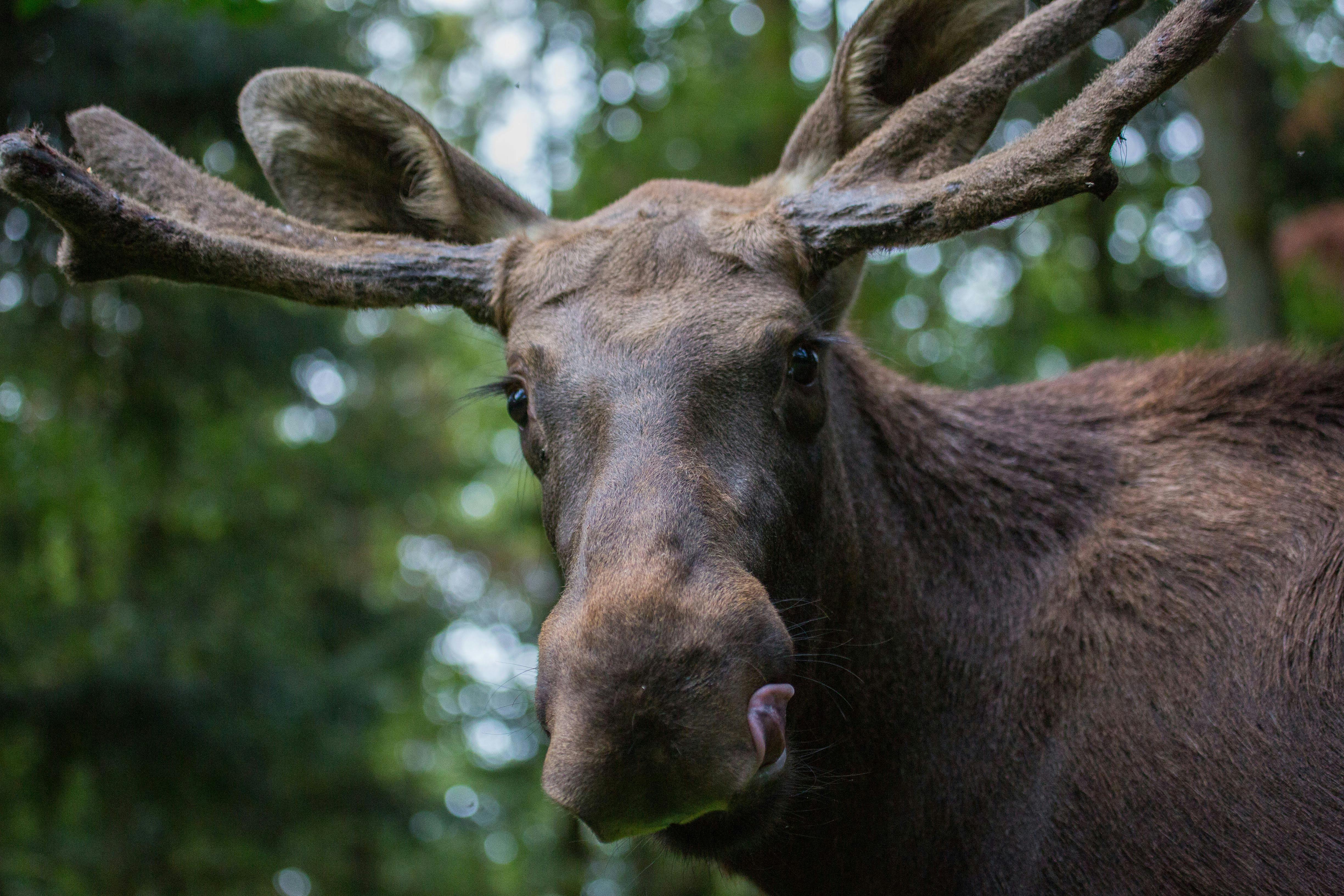 Ein Elch im freundlichen Porträt. Das mittelbraune Tier schaut direkt in die Kamera und leckt sich genüßlich mit der Zunge die Schnauze. Zu sehen sind die mächtigen Geweih-Schaufeln und das struppige Fell in der Halsregion.