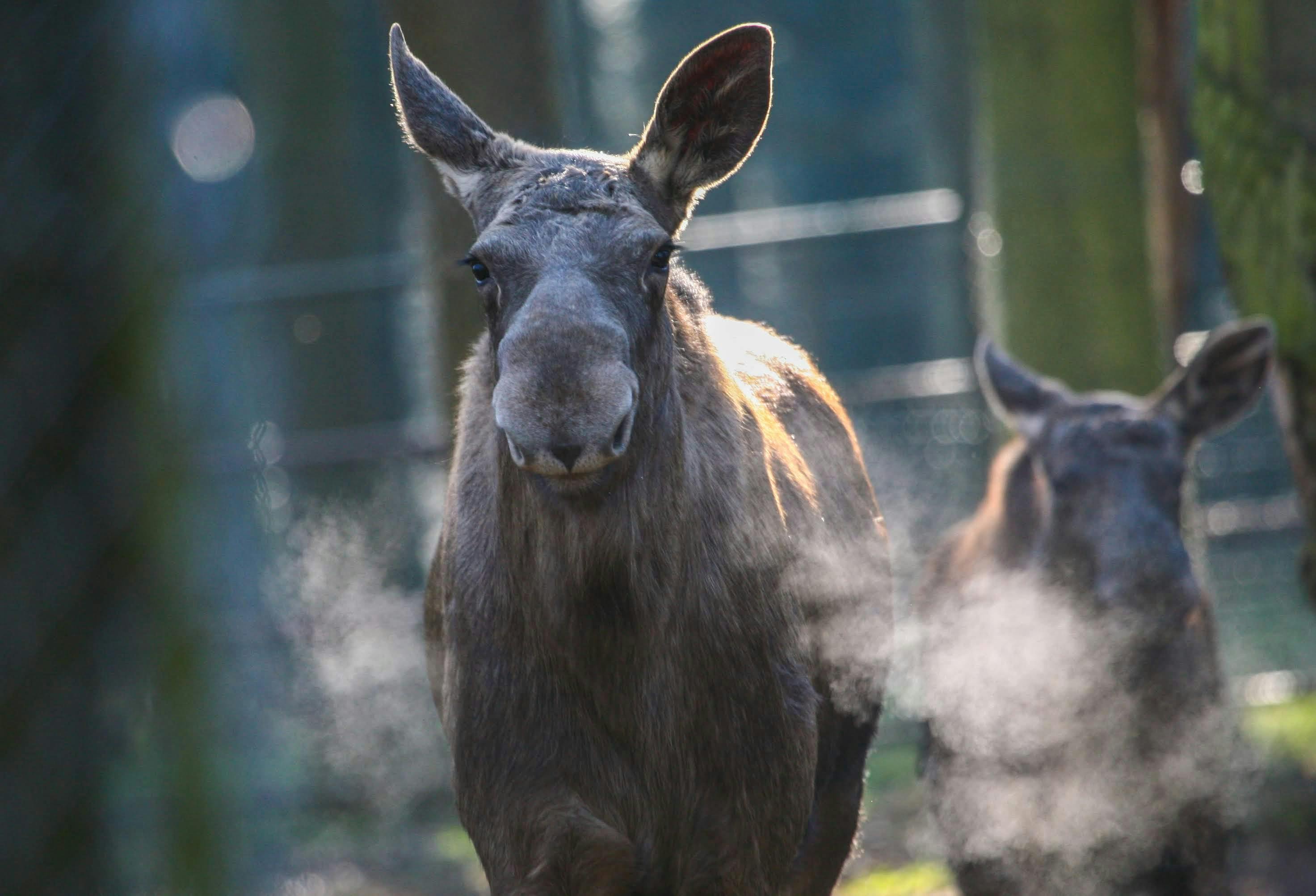 Zwei Elche in Frontalansicht im Tierpark-Gehege. Im Hintergrund ein Teil des Zaunes (unscharf). Beim vorderen Tier ist der Elchmuffel besonders gut zu sehen, die mächtige Schnauzenregion. Beide Tiere schnauben beidseitig warme Atemluft aus.