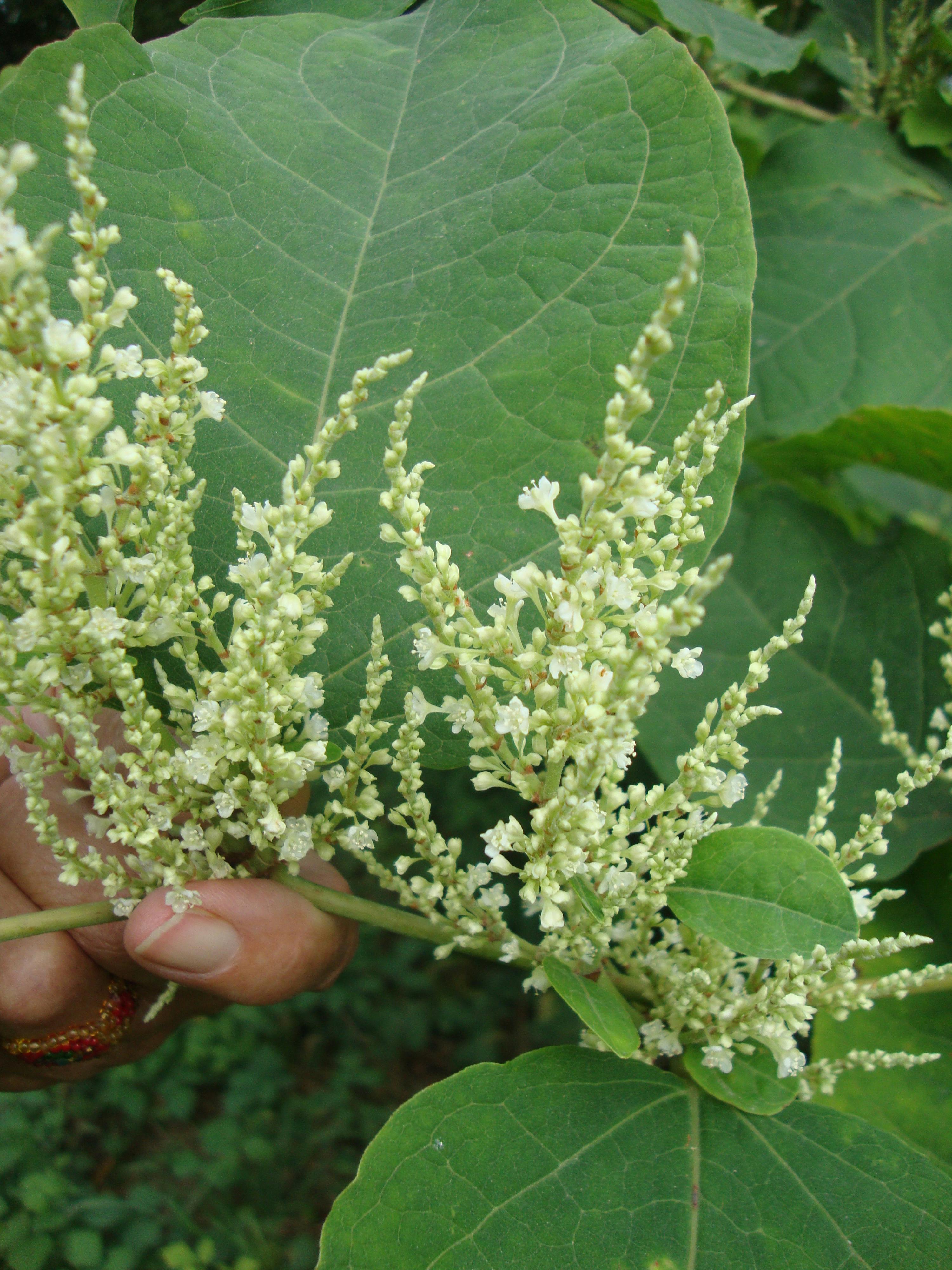 Japanknöterich Blüte