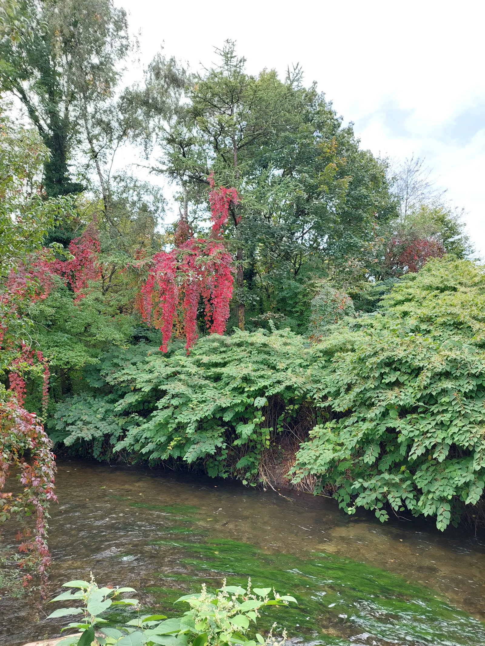 Knöterich am Flussufer