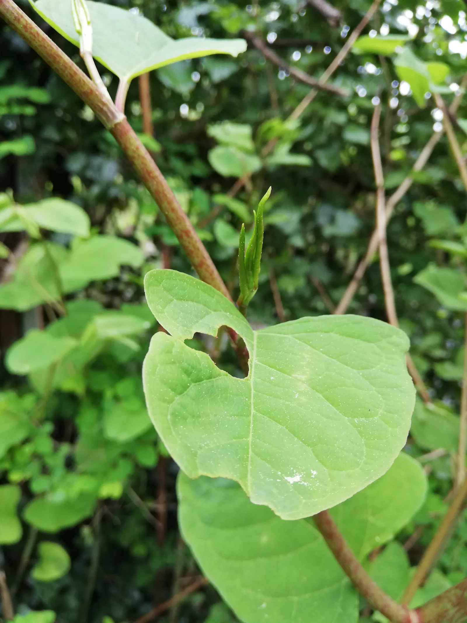Japanknöterich - Herz im Blatt