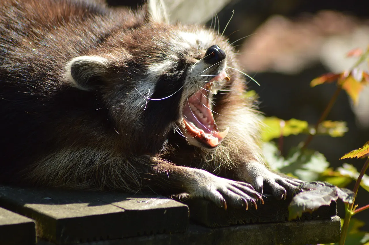 Waschbär gähnt