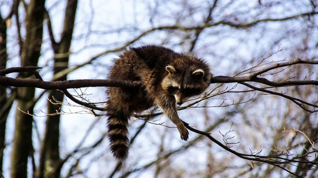 Waschbär