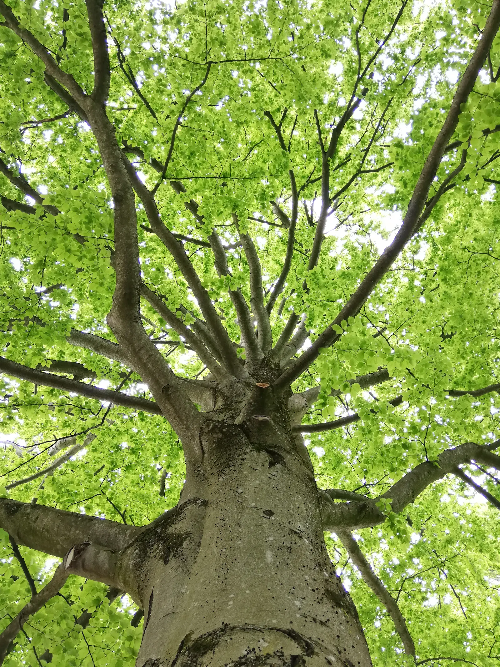 eine alte Rotbuche