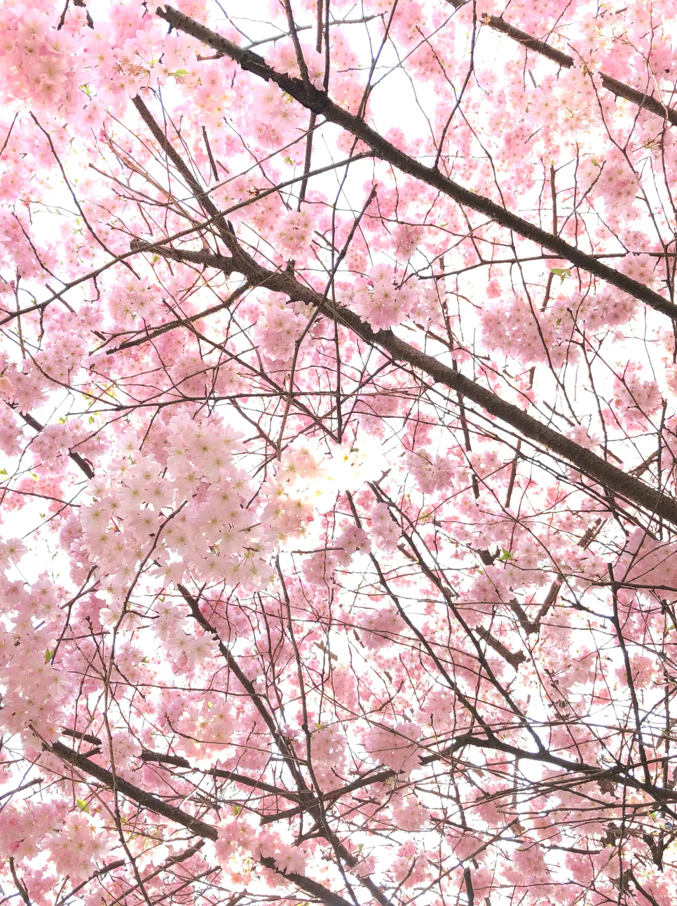 Kirschblüten, spielen in der Kurzgeschichte Blütenseelen ein wichtige Rolle. Es geht um ein Ehepaar aus China, das in Deutschland lebt. Eine Migrationsgeschichte.