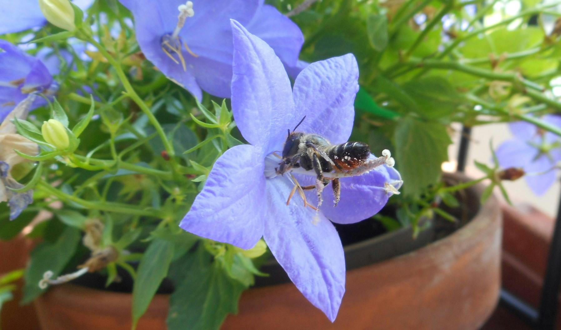Eine Biene sitzt auf dem weißen Griffel einer satellitenschüsselförmigen, hell-lila Glockenblume. Der Hinterkörper der Biene ist schwarz, vorne sieht man einen greuen Pelz. Beide Hinterbeine hängen in der Luft.