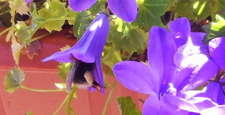 Eine lilafarbene Glockenblume, an der eine Hummel nascht. Man sieht nur deren schwarzes Hinterteil mit weißer Spitze und dickem, weißen Pollenhöschen.