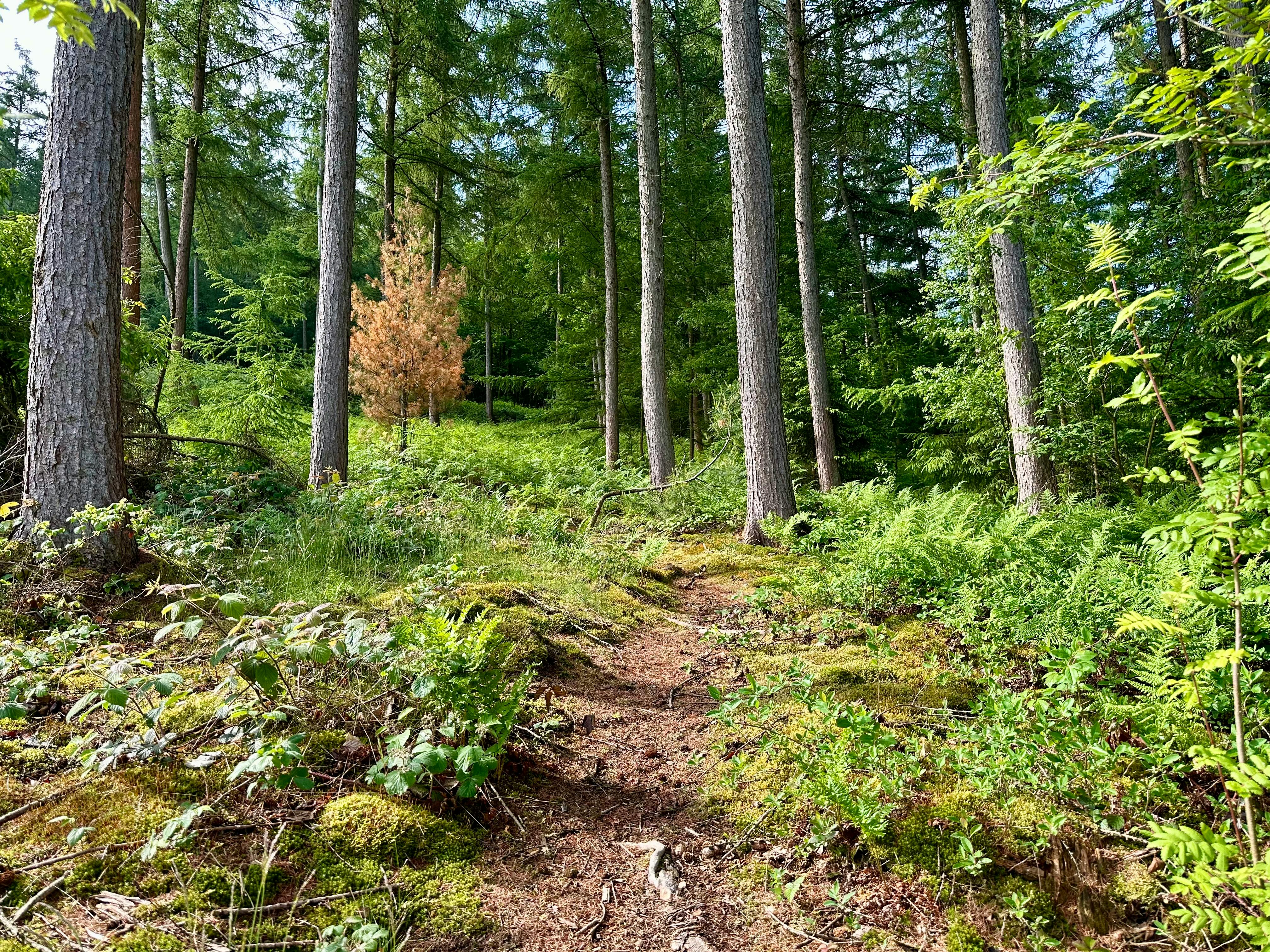 Schmaler Waldweg mit Farn am Boden und Nadelbäumen.
