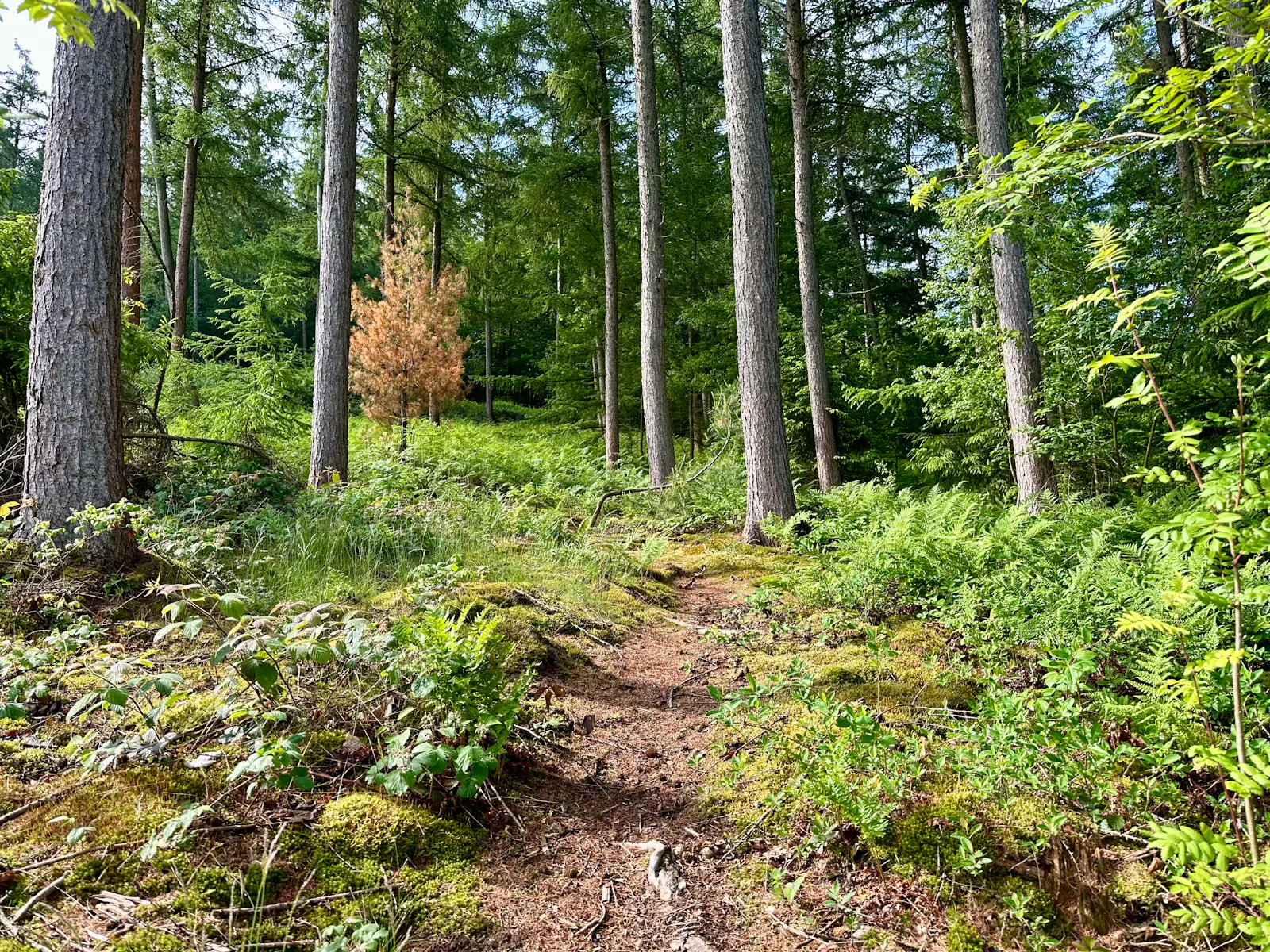 Schmaler Waldweg mit Farn am Boden und Nadelbäumen.