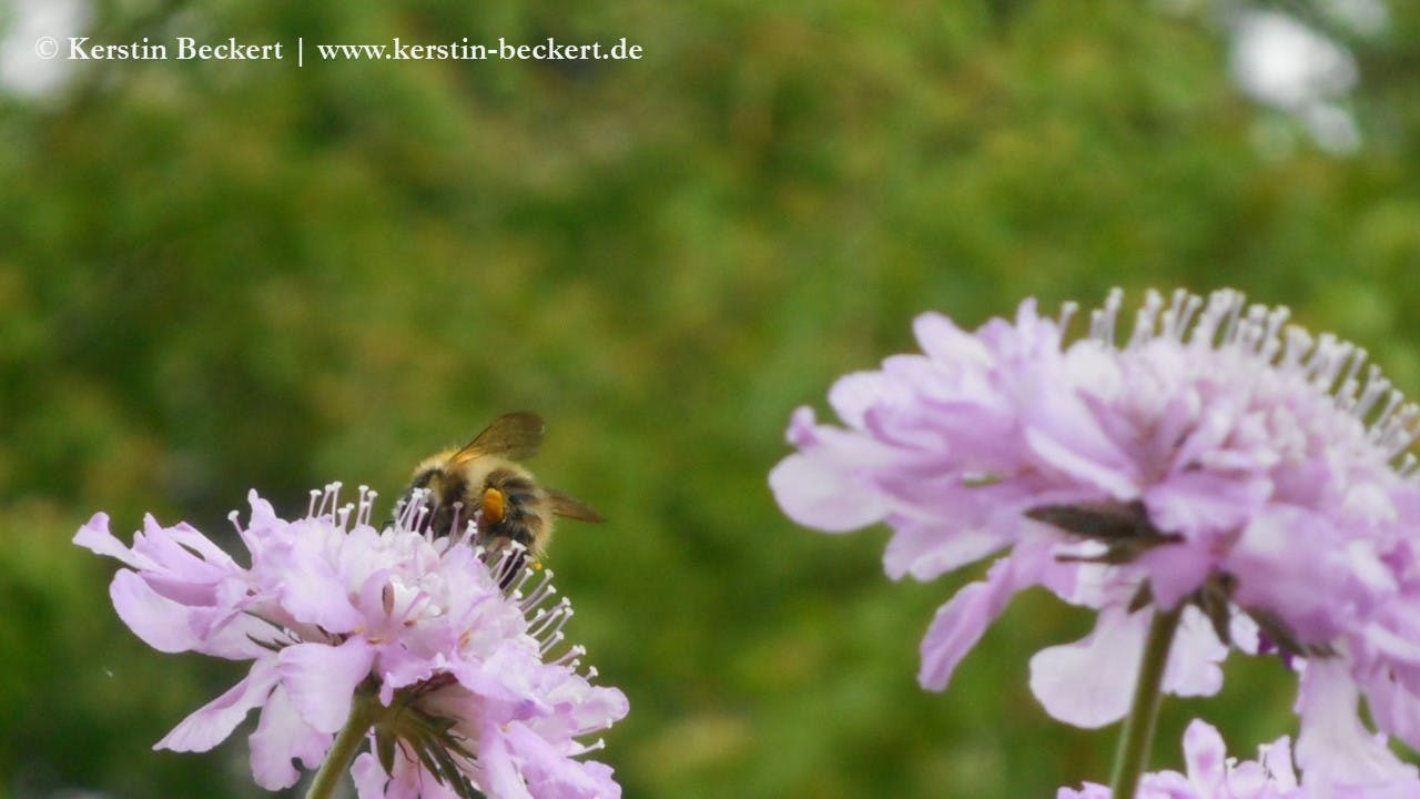 Zwei lila Scabiosen-Blütten, im Hintergrund grüne Blätter. Auf einer Blüte sitzt eine beige Ackerhummel mit orangefarbenem Pollenhöschen am mittleren Bein.