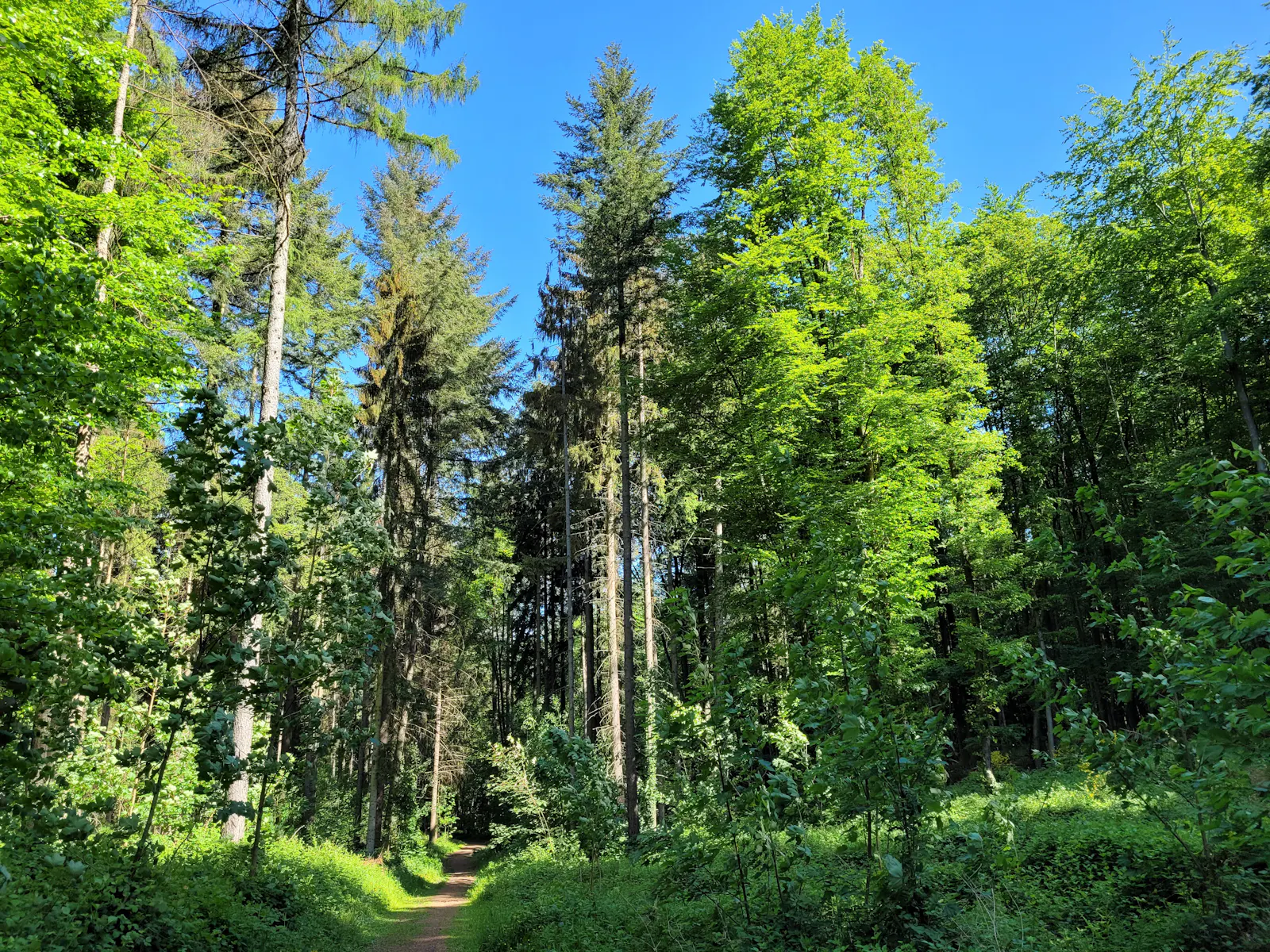 Wald mit hohen Nadel- und Laubbäumen, darüber blauer Himmel.