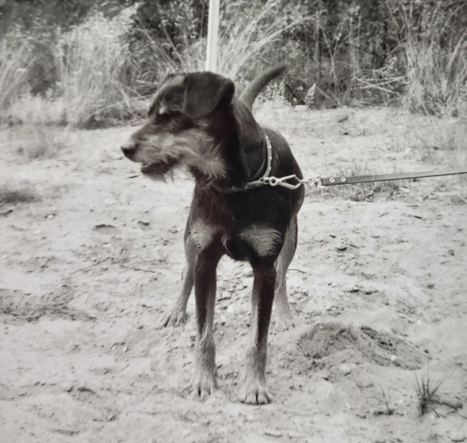 Schwarz-weiß-Foto: Ein kurzhaariger schwarzer Hund mit braunen Abzeichen steht angeleint auf sandigem Untergrund.