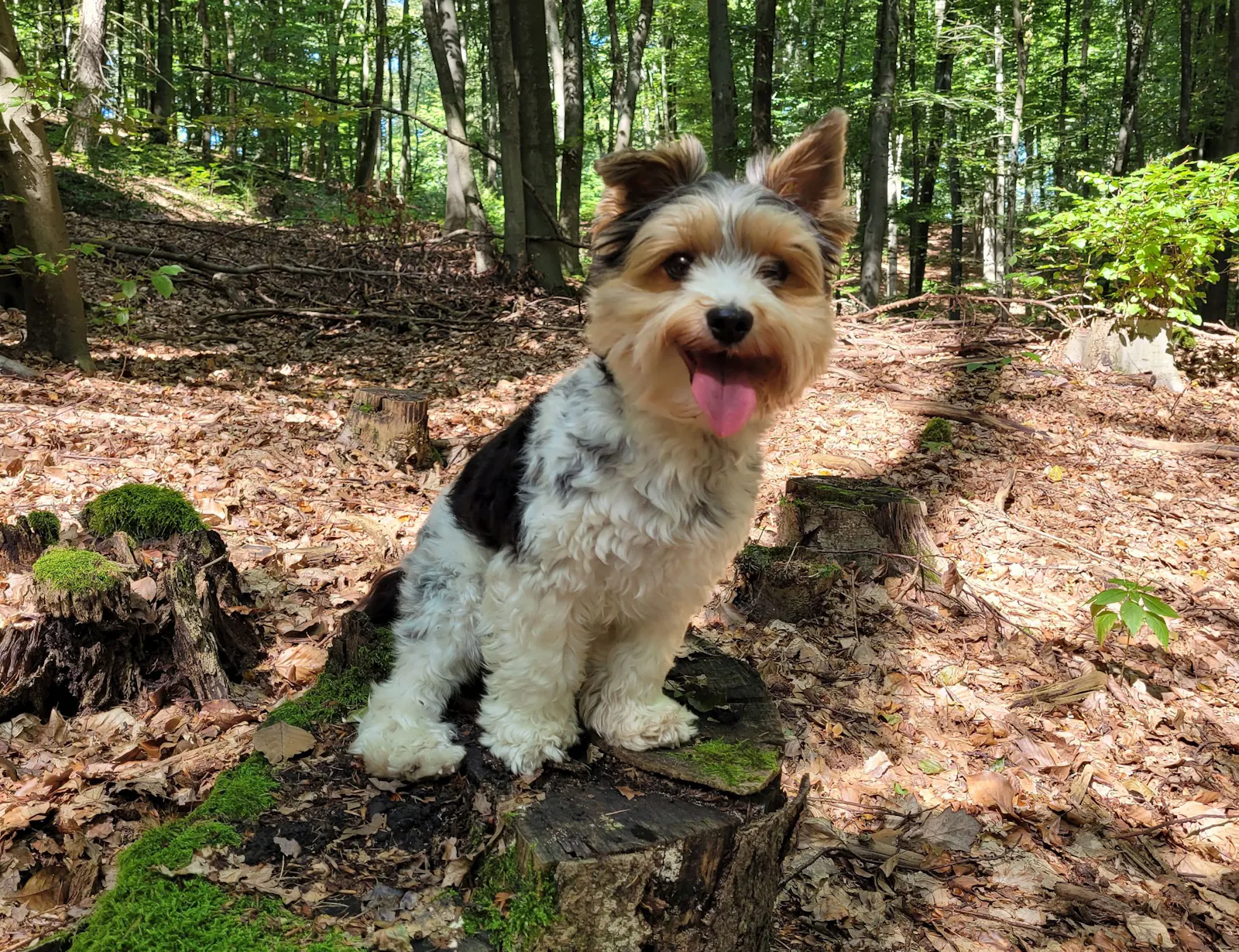 Ein Biewer Yorkshire Terrier sitzt auf einem Baumstamm im Wald. Die Sonne scheint.