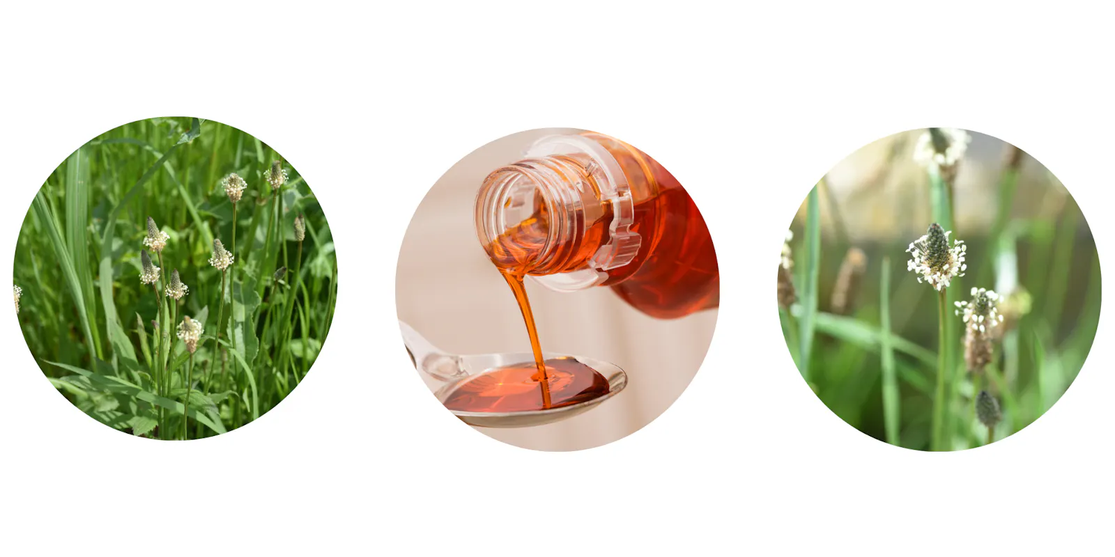 Spitzwegerich auf wiese. sirup wird auf löffel gegeben. ein spitzwegerich auf wiese