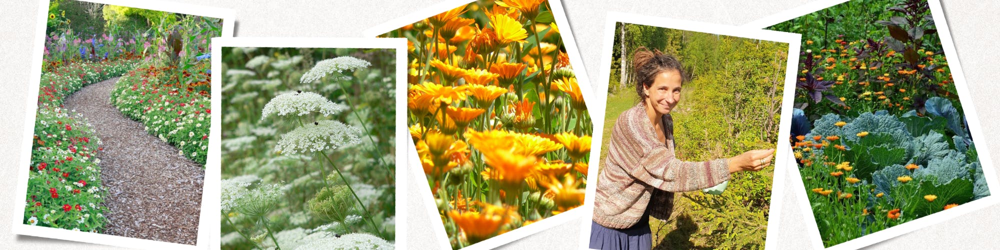 weg im garten und verschiedene heilpflanzen, wie wilde möhre und ringelblume