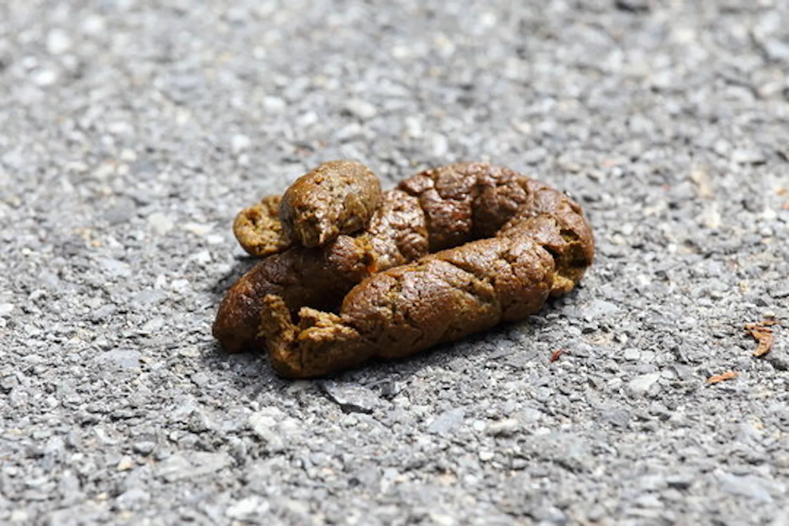 A photograph of Dog poop. Whether people are visually-impaired or not, the most recognisable quality of dog poop is its smell