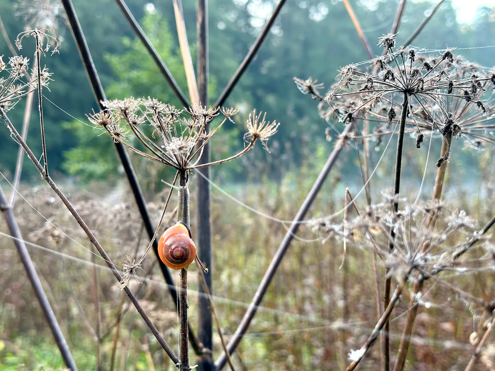 Getrocknete Stauden am Herbstmorgen mit Spinnwebenfäden, die wie Girlanden dazwischen hängen und einem Schneckenhaus von einer Schnecke, die sich offenbar am Stengel hochgearbeitet hat.