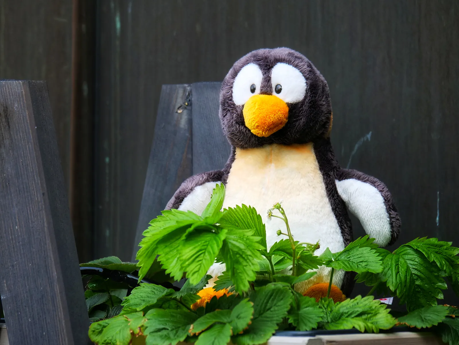 Mit Erdbeeren können Pinguine vermutlich eher wenig anfangen - aber Fisch war gerade aus in Gaisburg. Foto: Jürgen Brand