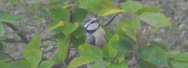 Blaumeise im grünen Blattwerk. Typisches Kennzeichen: die Blaue Haube und der dünne Kinnstreifen.