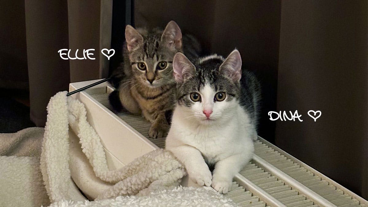 Die Katzen Ellie (braungetigert) und Dina (weiß mit braungetigerten Flecken) auf der Heizung liegend.