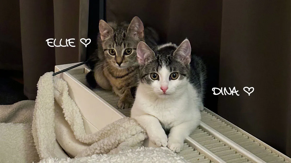 Die Katzen Ellie (braungetigert) und Dina (weiß mit braungetigerten Flecken) auf der Heizung liegend.