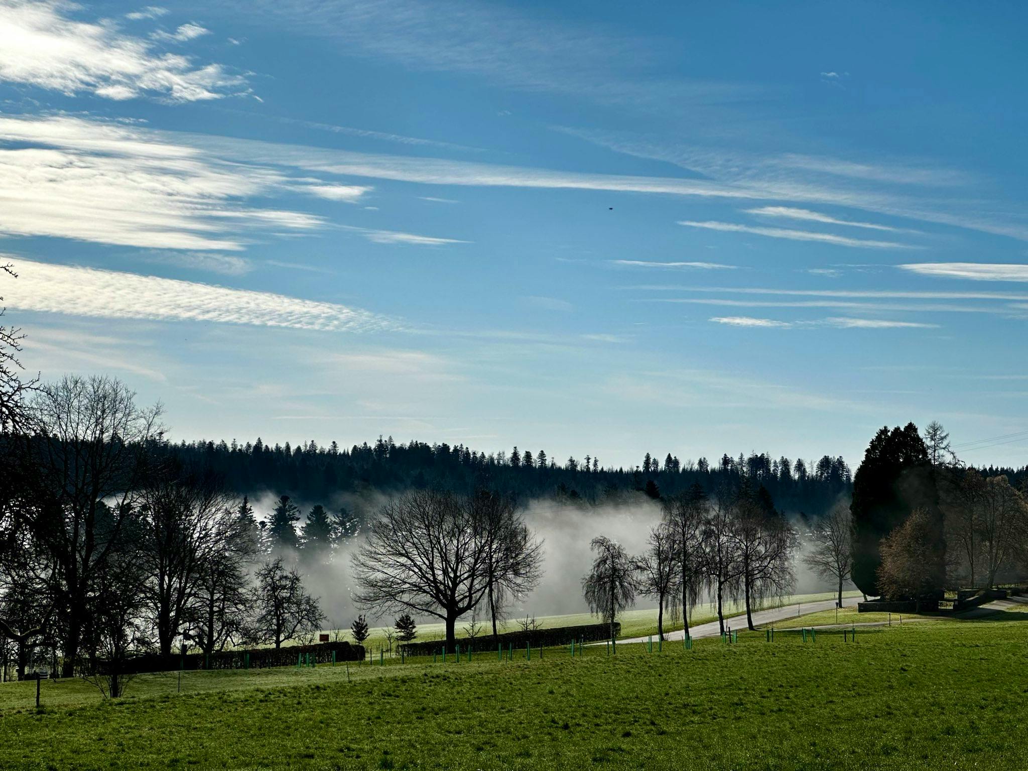 Blauer Himmel, Wald, in dem Nebel aufsteigt.