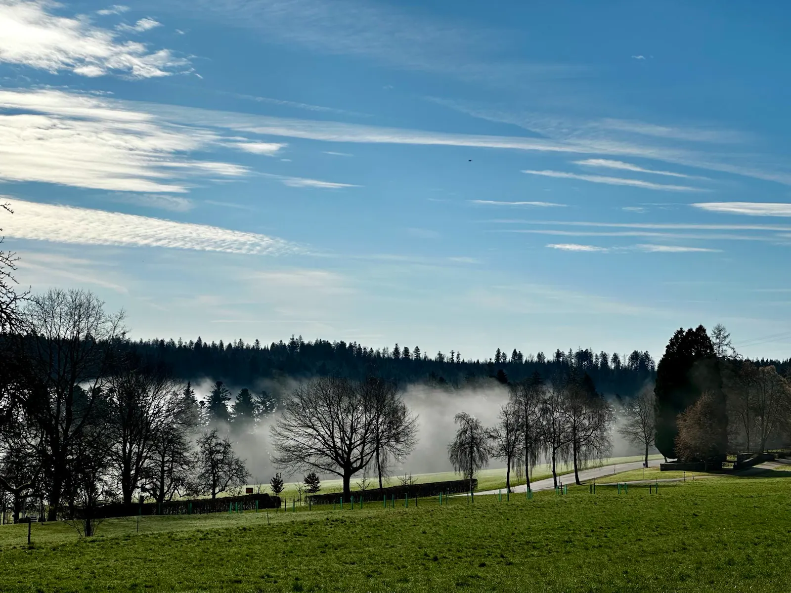 Blauer Himmel, Wald, in dem Nebel aufsteigt.