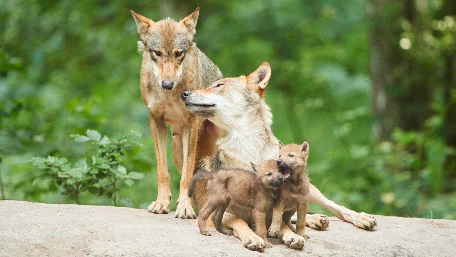 Wolfseltern mit zwei spielenden kleinen Welpen im Wald.