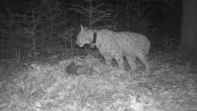 Vor die Wildtierkamera gelaufen: Luchs "Portus".