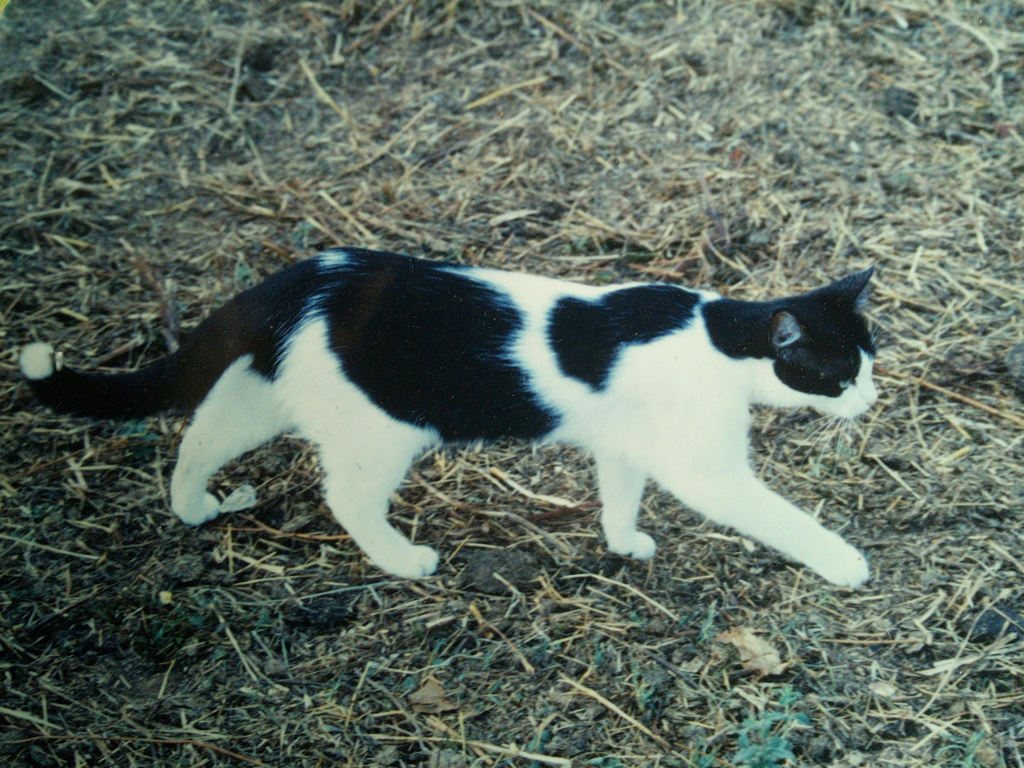 A black and white cat walks in a determined way from left to right. He has been taught to walk slowly by an older, orange cat, when there are dogs around.
