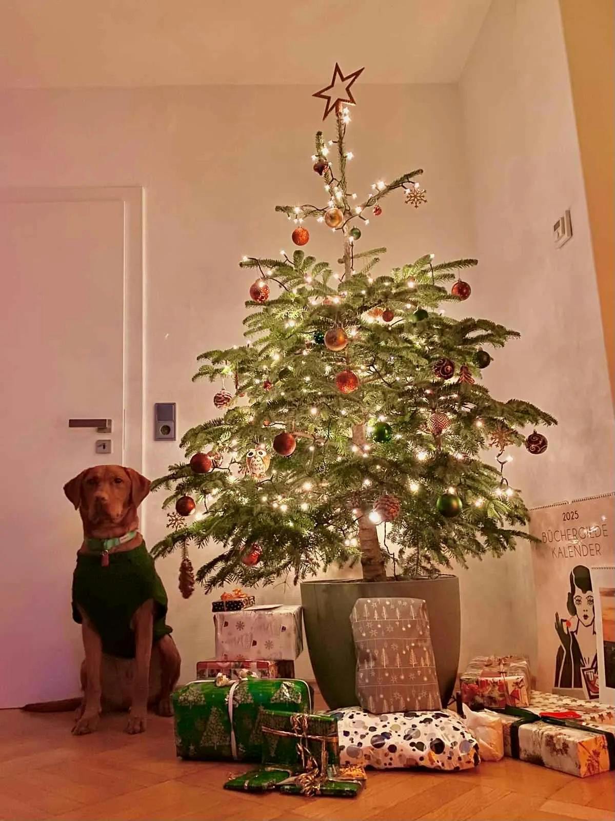 Charlie, der rote Labrador von Carinas Schwester, sitzt neben dem Weihnachtsbaum und den Geschenken.