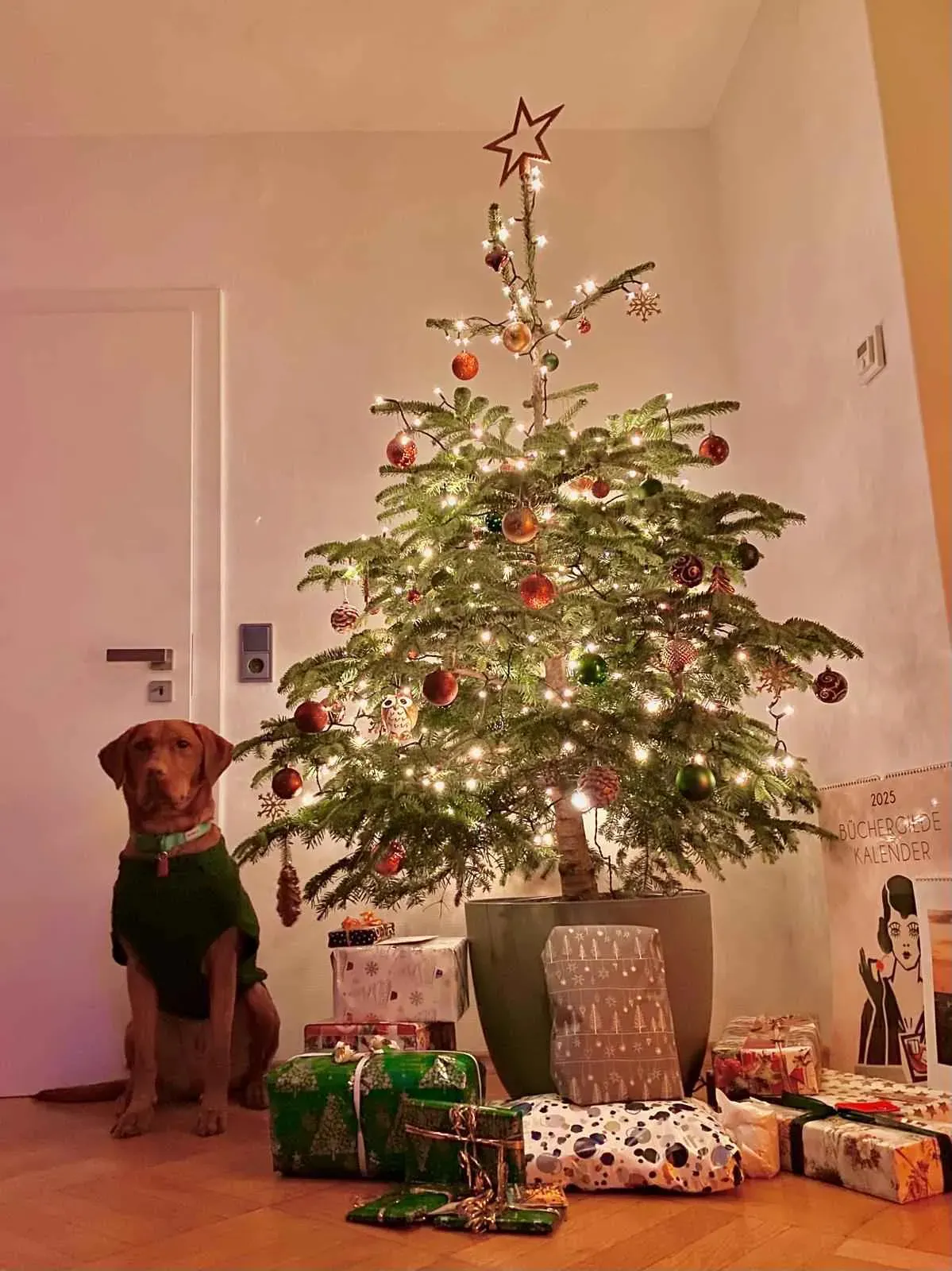 Charlie, der rote Labrador von Carinas Schwester, sitzt neben dem Weihnachtsbaum und den Geschenken.