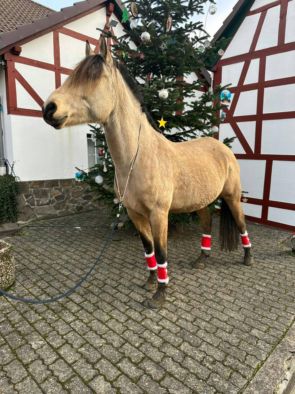 Pferd Africa vor dem Weihnachtsbaum