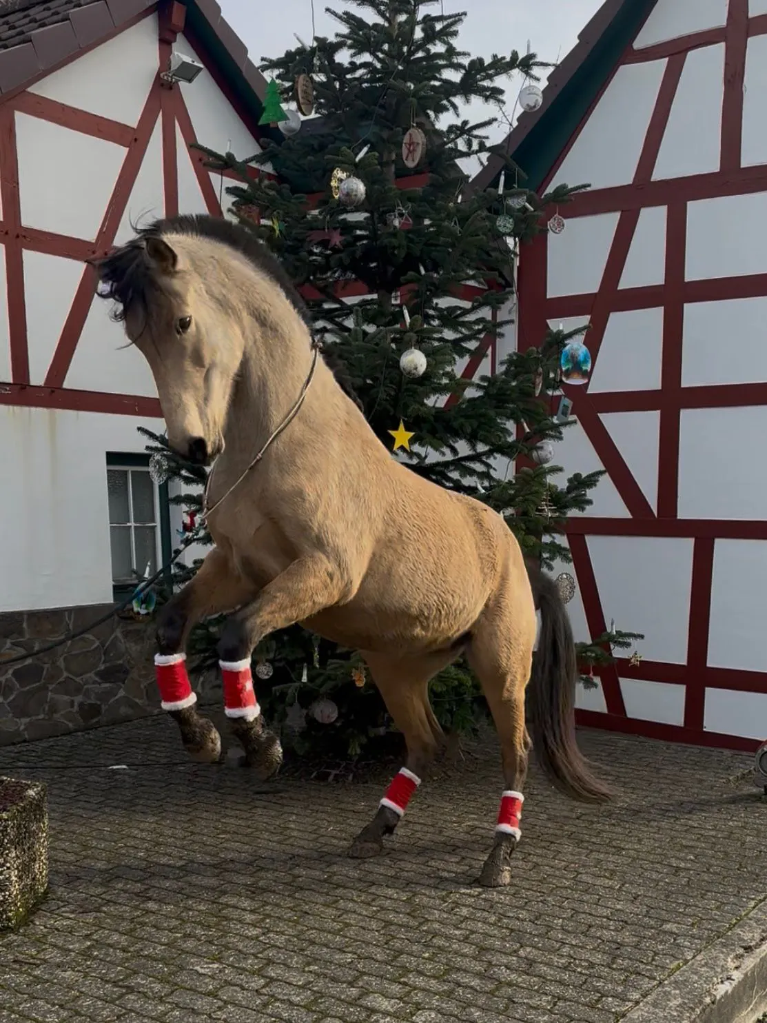 Pferd Africa steigt vor dem Weihnachtsbaum