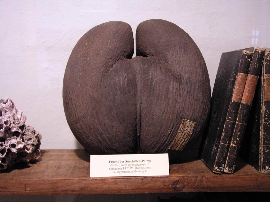 Alte Bücher und eine alte Palmfrucht in einem alten Bücherregal.