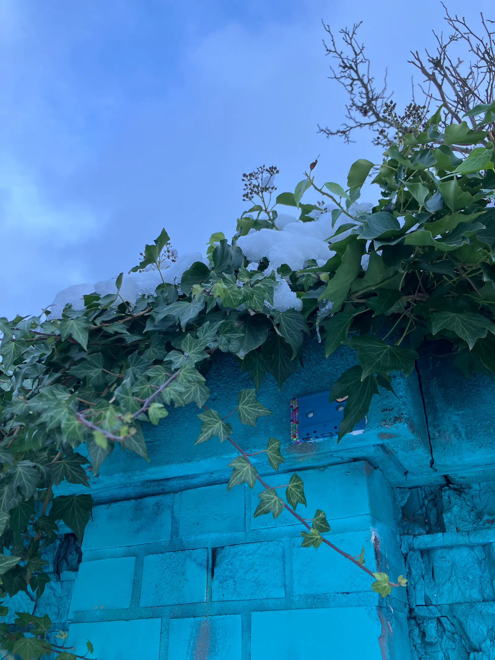 eine blau angesprayte, efeuüberwachsene mauer. oben auf dem efeu liegt schnee. darüber kühlblauer himmel. an die mauer hat jemand eine blaue, mit glitzer verzierte audiokassette geklebt. sie ist halb unter dem rankenden efeu versteckt, man muss genauer hinschauen. / a brick wall, spraypainted blue, overgrown with ivy, a cool blue sky above. on top of the ivy lies snow. somebody has decorated a blue audiocassette with glitter and glued it to the wall. it's half hidden by the twining ivy and you have to take a good look to find it.