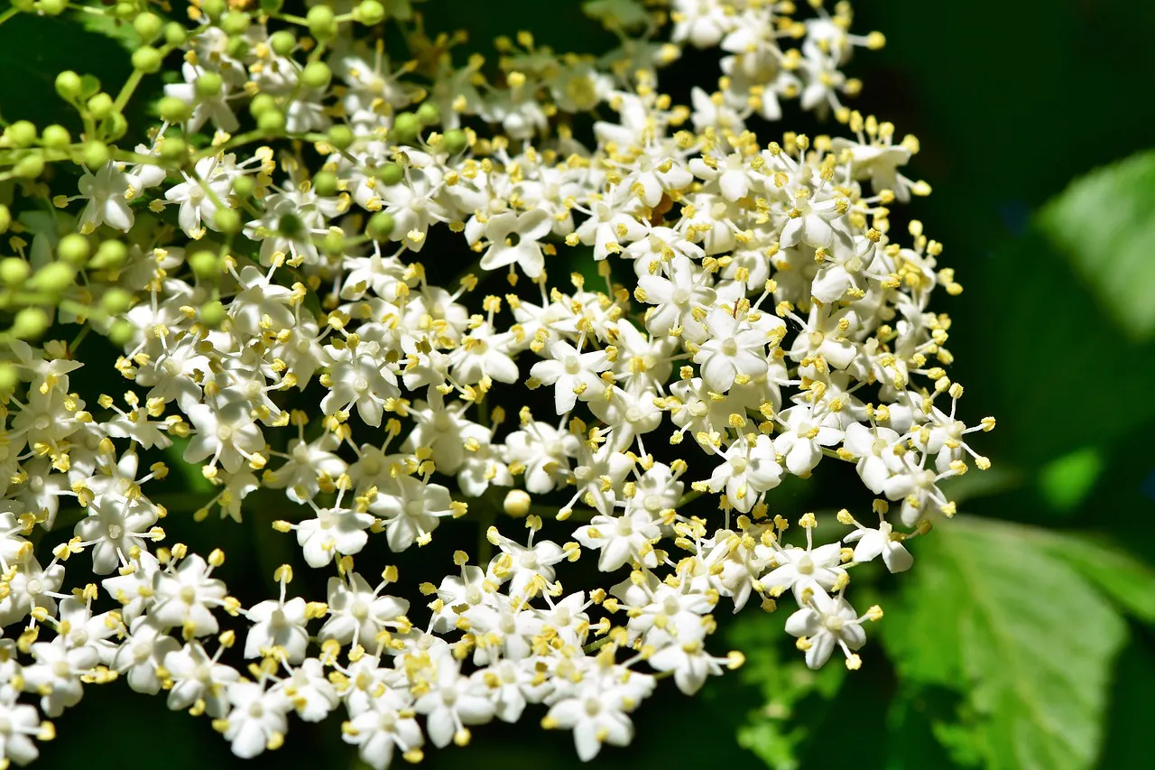 Holunderblüte