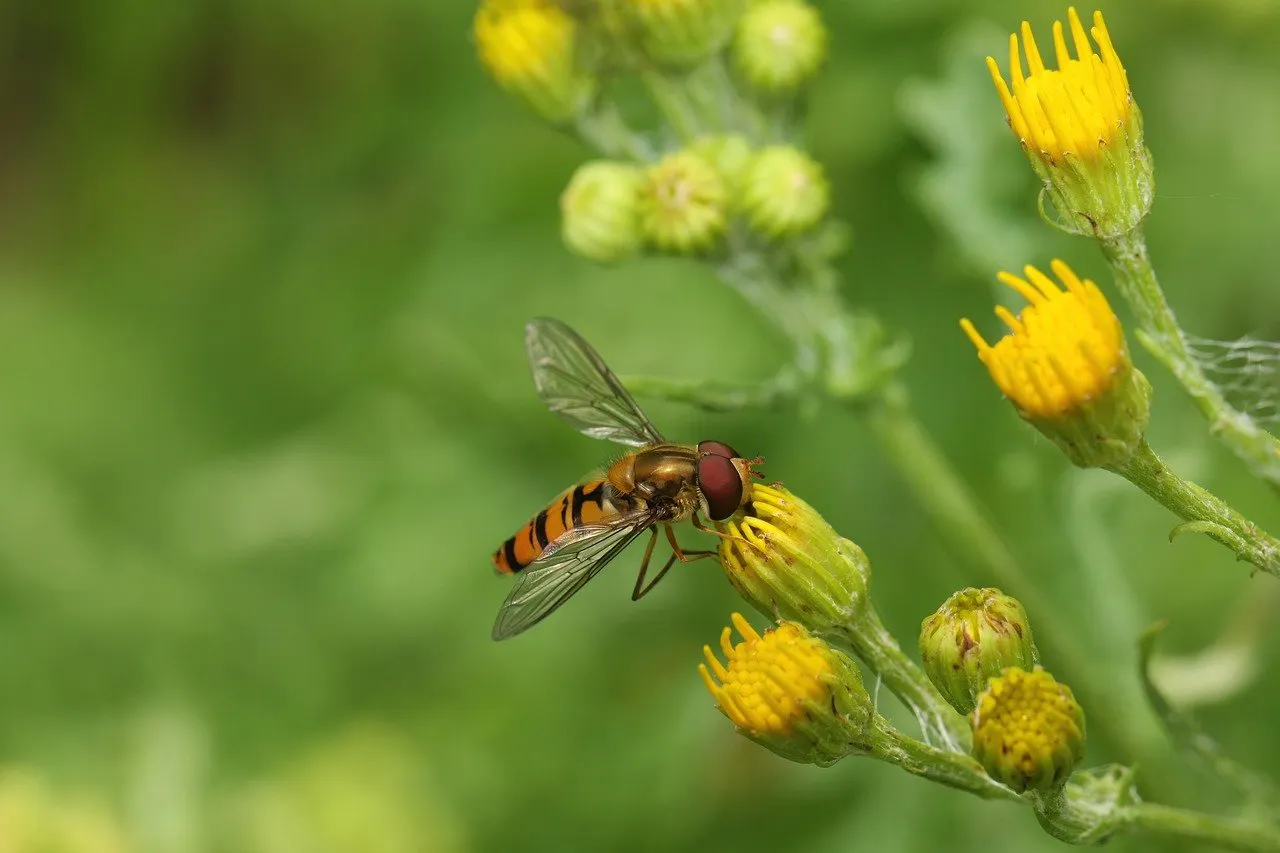 Schwebfliege