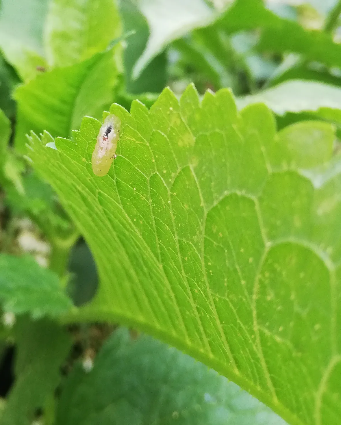 Schwebfliegenlarve