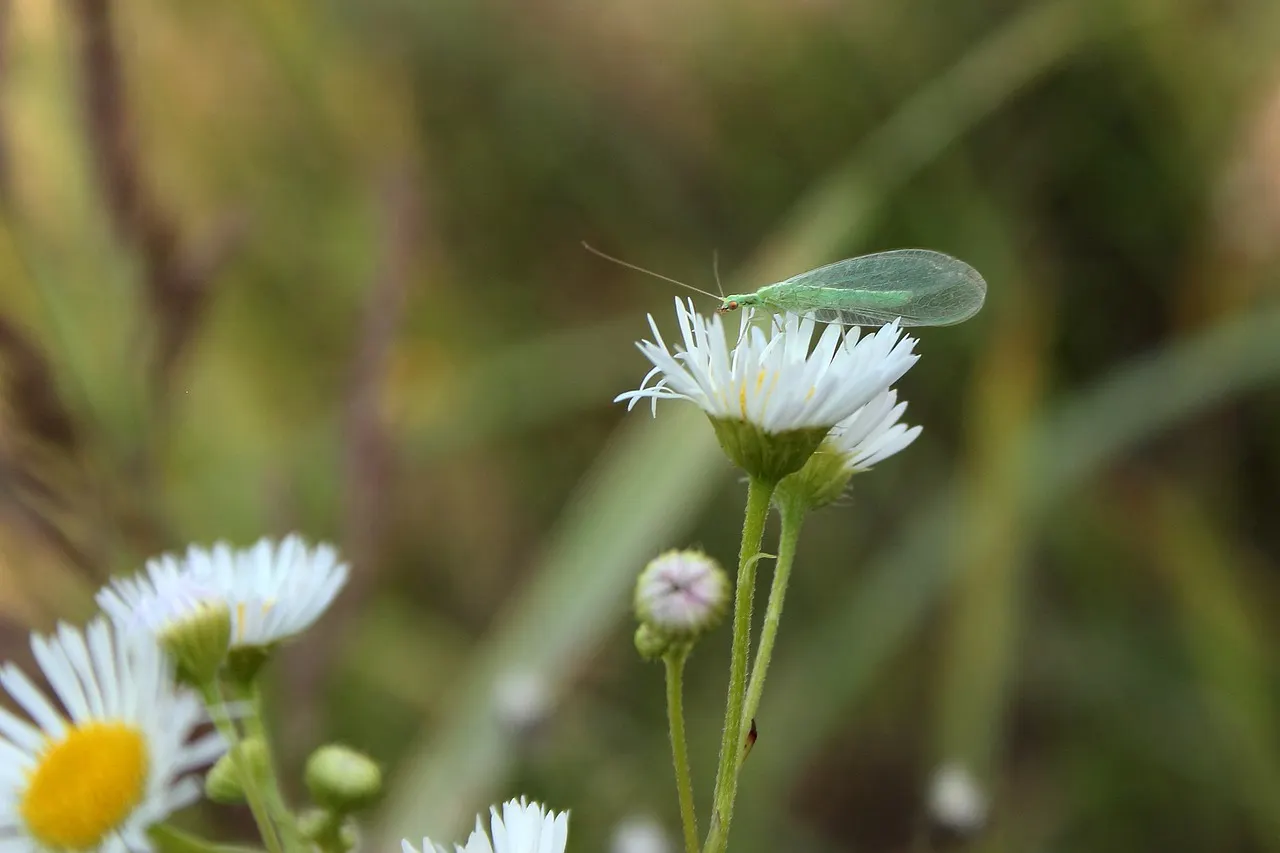 Florfliege