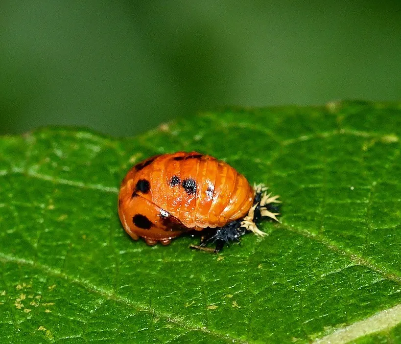 Marienkäfer Puppe