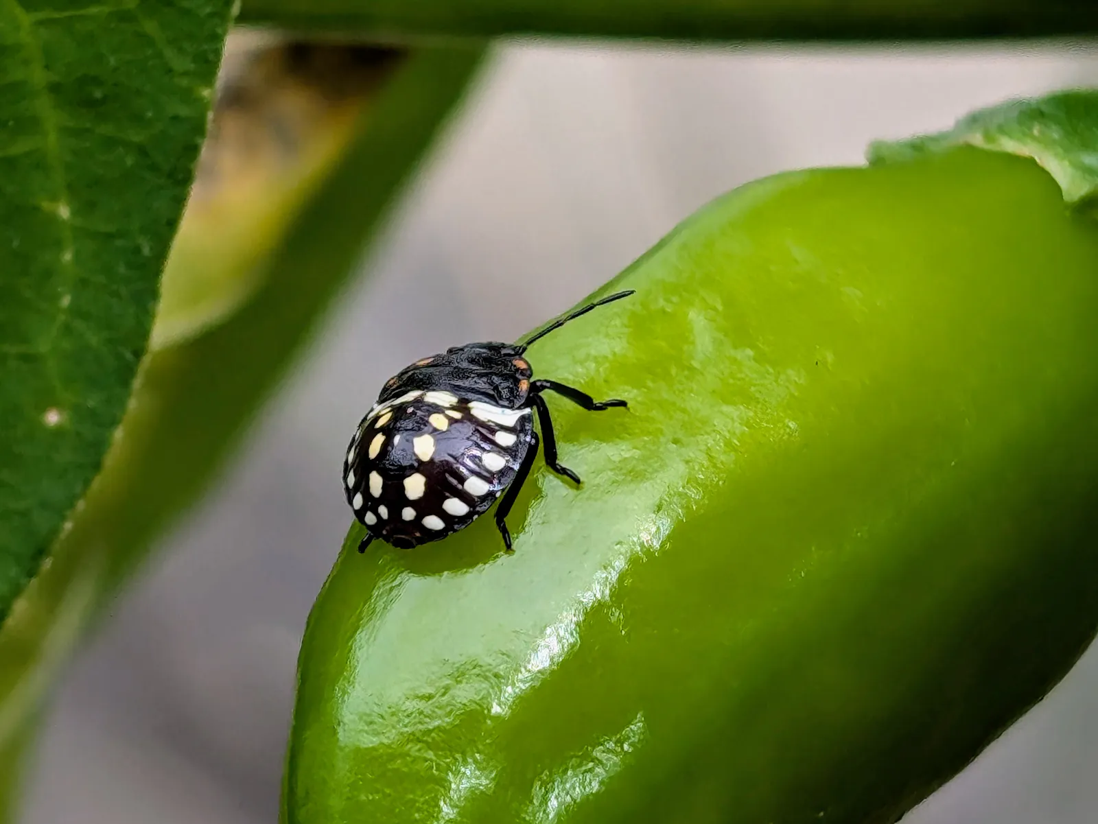 Die Wanze wird, wenn sie groß ist, grün und heißt entsprechend Grüne Reiswanze. Die Chilischote wird hoffentlich noch irgendwann gelb - und höllenscharf. Foto: Jürgen Brand