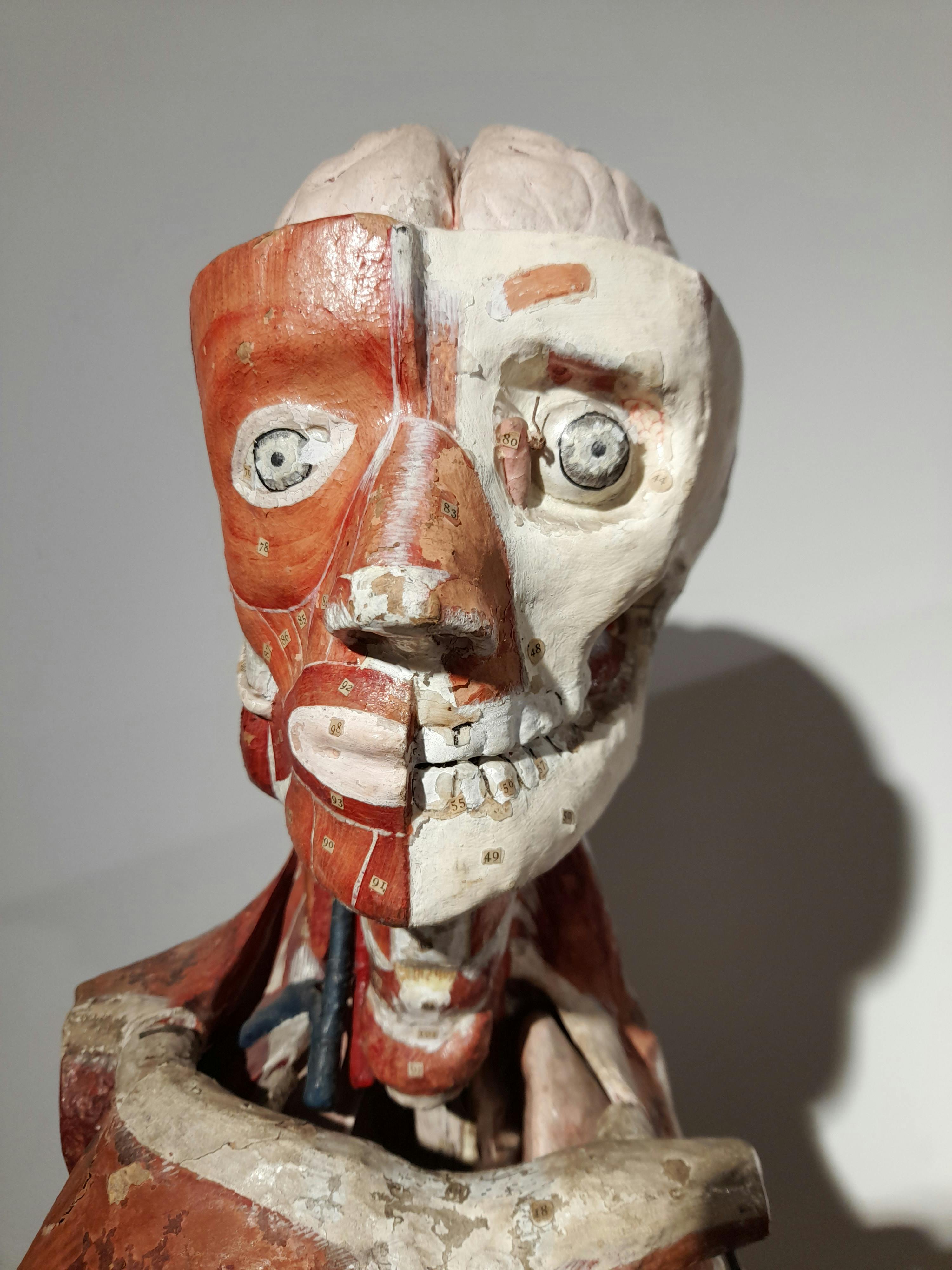 The head and torso of a historical anatomical model for school classes. Its raw appearance gives it the look of modern art: on the right it shows the muscles, on the left the bones. The cut-away head reveals the brain.